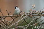 Eurasian Tree Sparrow (Passer montanus)