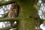 Tawny Owl (Strix aluco)