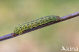 Large Yellow Underwing (Noctua pronuba)