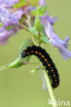 Zwarte apollovlinder (Parnassius mnemosyne)