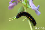 Zwarte apollovlinder (Parnassius mnemosyne)