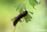 Zwarte apollovlinder (Parnassius mnemosyne)