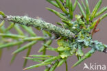 Bruine sikkeluil (Laspeyria flexula)