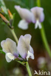 Large-flowered Vetch (Vicia grandiflora)