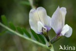 Large-flowered Vetch (Vicia grandiflora)