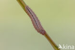 Ringlet (Aphantopus hyperantus)