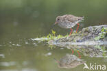 Common Redshank (Tringa totanus)