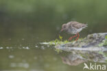 Common Redshank (Tringa totanus)