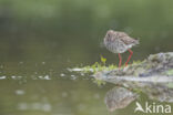 Common Redshank (Tringa totanus)