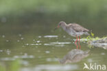 Common Redshank (Tringa totanus)