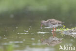 Common Redshank (Tringa totanus)