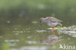 Common Redshank (Tringa totanus)