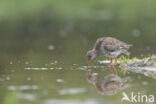 Common Redshank (Tringa totanus)