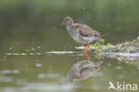 Common Redshank (Tringa totanus)