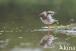 Common Redshank (Tringa totanus)