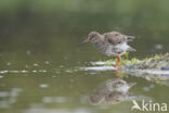 Common Redshank (Tringa totanus)