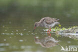 Common Redshank (Tringa totanus)