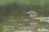 Common Redshank (Tringa totanus)