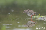 Common Redshank (Tringa totanus)