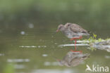 Common Redshank (Tringa totanus)