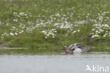 Garganey (Anas querquedula)