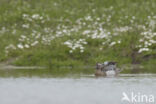 Garganey (Anas querquedula)