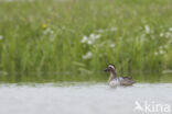 Garganey (Anas querquedula)