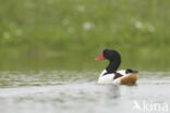 Shelduck (Tadorna tadorna)