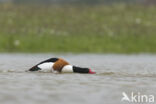 Shelduck (Tadorna tadorna)