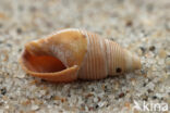 Fuikhoren (Nassarius labiosus)