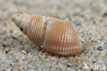 Dog-whelk (Nassarius labiosus)