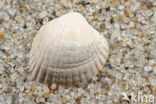 Scheve hartschelp (Parvicardium exiguum)