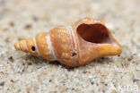 Aporrhais scaldensis