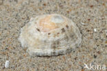 Common Limpet (Patella vulgata)