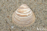 Fossil Clam (Corbicula fluminalis cf.)