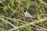 Zwartkop (Sylvia atricapilla)