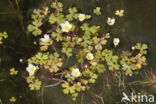 Witte waterranonkel (Ranunculus ololeucos)