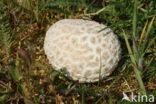 Ruitjesbovist (Calvatia utriformis)