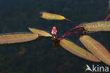 Veenwortel (Persicaria amphibia)