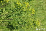 Heksenmelk (Euphorbia esula)