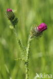 Kruldistel (Carduus crispus)