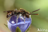 Nomada atroscutellaris