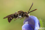 Nomada atroscutellaris