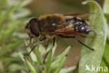 Eristalis similis