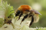 Moshommel (Bombus muscorum)