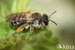 Weidebij (Andrena gravida)