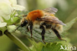 Moshommel (Bombus muscorum)