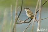 Sedge Warbler (Acrocephalus schoenobaenus)