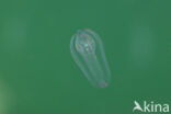 Beroë gracilis