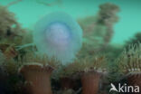 Blue jellyfish (Cyanea lamarckii)